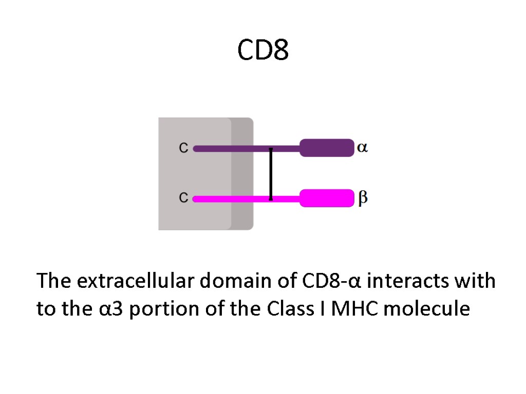 CD8 The extracellular domain of CD8-α interacts with to the α3 portion of the
